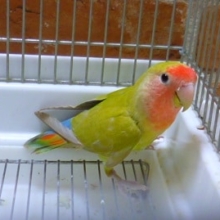 コザクラインコ・シナモングリーン