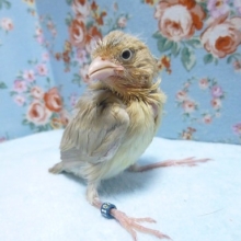 カナリア・イエローオパールシナモン
