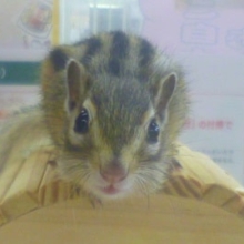 シマリス　２月産まれの　女の子　２０１９年５月３０日撮影