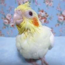 手乗りオカメインコ　ルチノー　ヒナ　６月１日