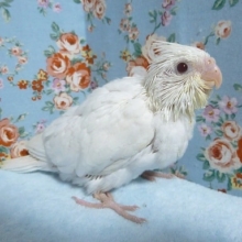 天使？手乗りオカメインコ（ピュアホワイト）ヒナ