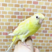 美声インコ　ルチノー　大きくなりました＾＾