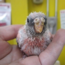 手のりローズアキクサインコ