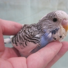 ジャンボセキセイインコフェア！