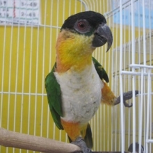 ズグロシロハラインコ