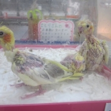 手のりオカメインコ　シナモンパイド　ゴールデンウィーク特価！