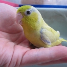 手のりマメルリハインコ　アメリカンイエローの男の子　ヒナ餌卒業済