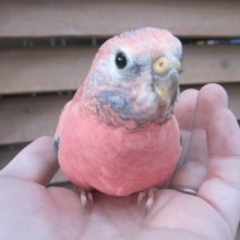 手のりローズアキクサインコ　男の子