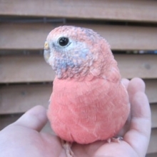 アキクサインコ・ローズ