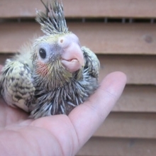 手のりオカメインコ　パール
