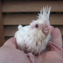 手のりオカメインコ（ピュアホワイト）真っ白な子が来ました！