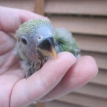手のりコザクラインコ　ノーマルのヒナ