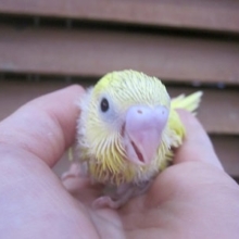 手のりセキセイインコ　