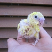 セキセイインコ・イエローハルクイン