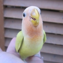 コザクラインコ・シナモン