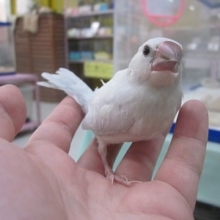 シルバーブンチョウ　ヒナ餌卒業済