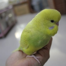 ジャンボらしい大きな頭のジャンボセキセイ（スパングル）