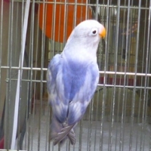 ボタンインコ・セーブル