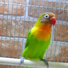 キエリボタンインコ　２０１９年６月１４日撮影