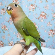 手乗りコザクラインコ　ノーマル　ヒナ餌卒業済　６月１１日