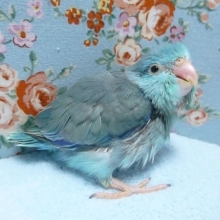 マメルリハ・ブルー