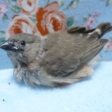 手乗りキンカチョウ　ノーマル　６月３０日