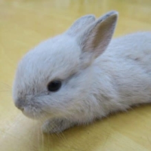 ミニウサギ（フロスティー系）ふわふわな子です