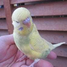 ４月産まれのジャンボセキセイインコ