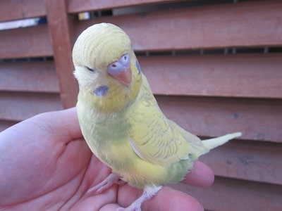 4月産まれのジャンボセキセイインコ 4月産まれのジャンボセキセイインコ