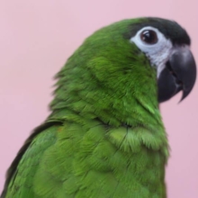 甘えん坊のコミドリコンゴウインコ