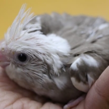 オカメインコ（ホワイトフェイスシナモンパイド）うぶうぶちゃん