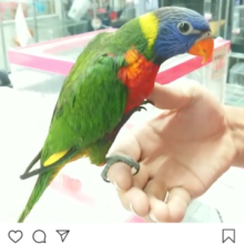 ゴシキセイガイインコの動画（２０１９年６月２９日撮影）