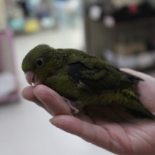 サザナミインコ（ノーマル）2019年5月下旬生まれ