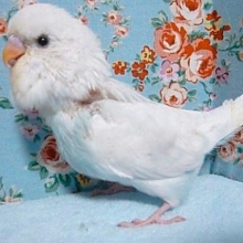 ジャンボセキセイインコ・ブルースパングル
