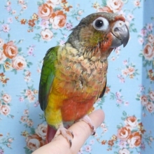 ワキコガネウロコインコ　２０１９年６月生まれ