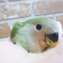 手乗りコザクラインコ　ノーマル　ヒナ　７月３日