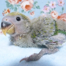 手乗り　コザクラインコ　ノーマル　ヒナ　７月２５日