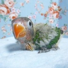 手乗りキエリボタンインコ　ヒナ　７月３１日