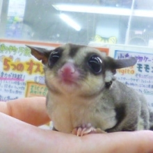 フクロモモンガ　ノーマル　モグモグ動画　２０１９年７月２３日撮影　