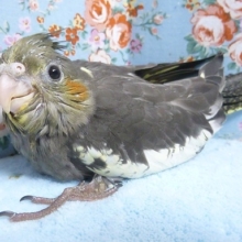 手乗りオカメインコ　ノーマル　７月１８日