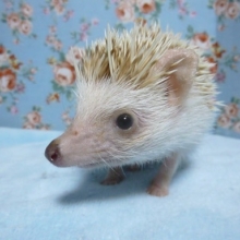 ハリネズミ　シナモン　男の子　７月２７日