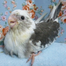 手乗りオカメインコ　ホワイトフェイスパイド　２０１９年７月１８日撮影