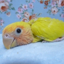 手乗りコザクラインコ　ゴールデンチェリー　ヒナ　７月２５日