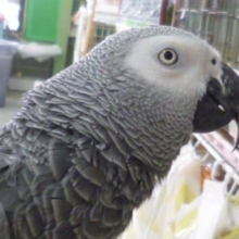 芸達者のヨウムさん｜バンザーイ、バイバイ、握手も！