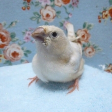 手乗りキンカチョウ　シナモン　７月１日