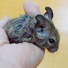元気な！デグー（ノーマル）男の子
