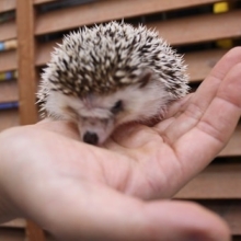 ハリネズミ　手をペロペロ舐めます!!