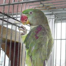 いらっしゃいませー！が得意なオオホンセイインコ