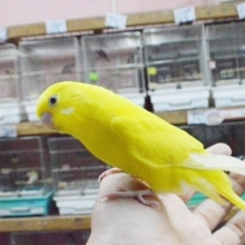 珍しいカラーのセキセイインコ（ダブルファクター）
