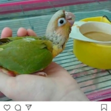 ウロコインコ　パイナップル　モグモグ動画　２０１９年７月７日撮影